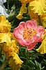 Coral peony, herbaceous