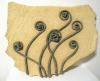 FIddle Heads -Maidenhair Fern